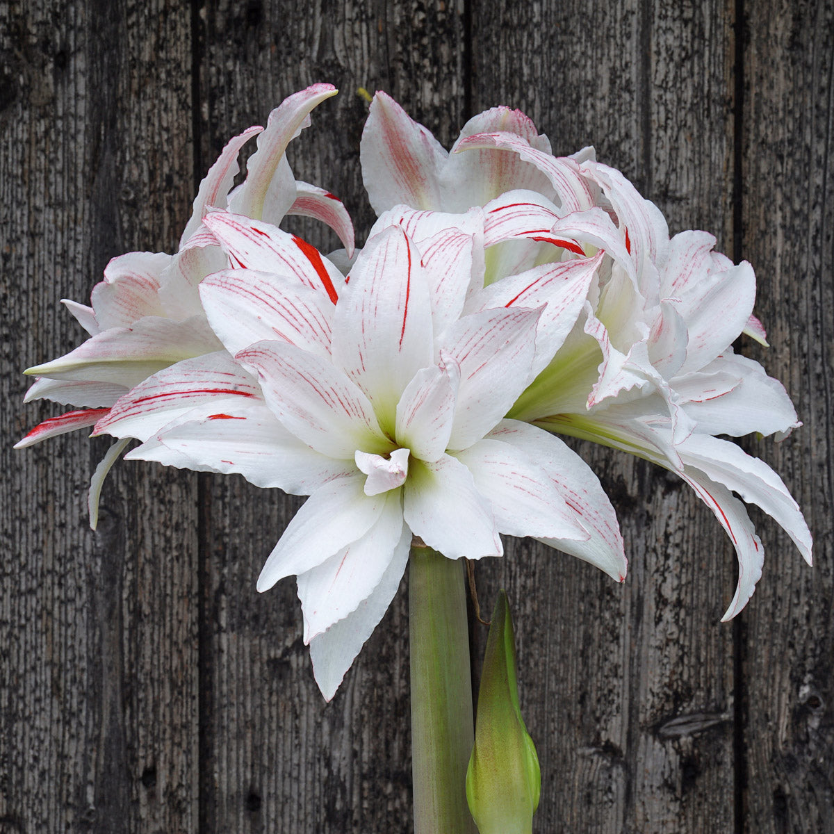 Amaryllis Pretty Amadeus