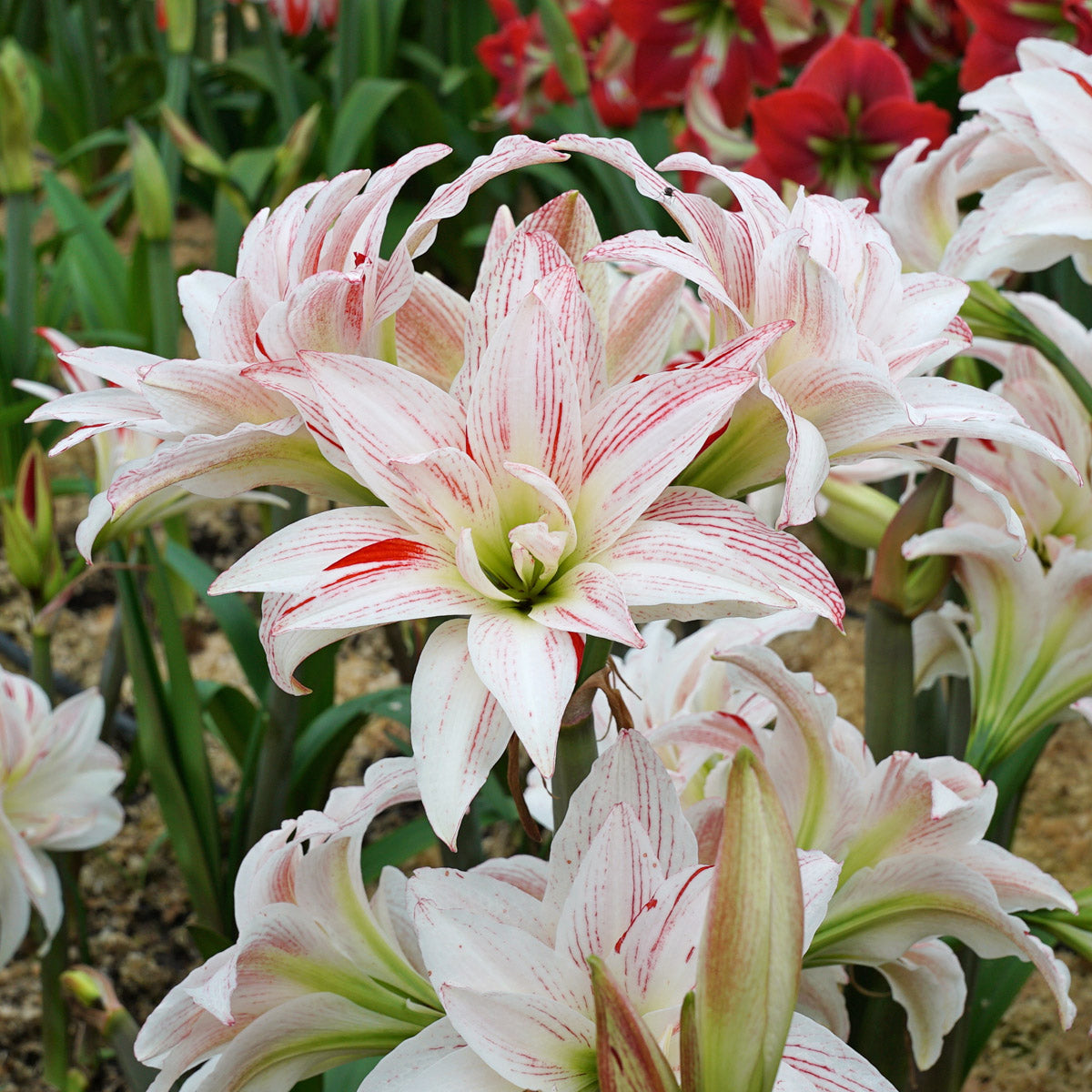 Amaryllis Pretty Amadeus