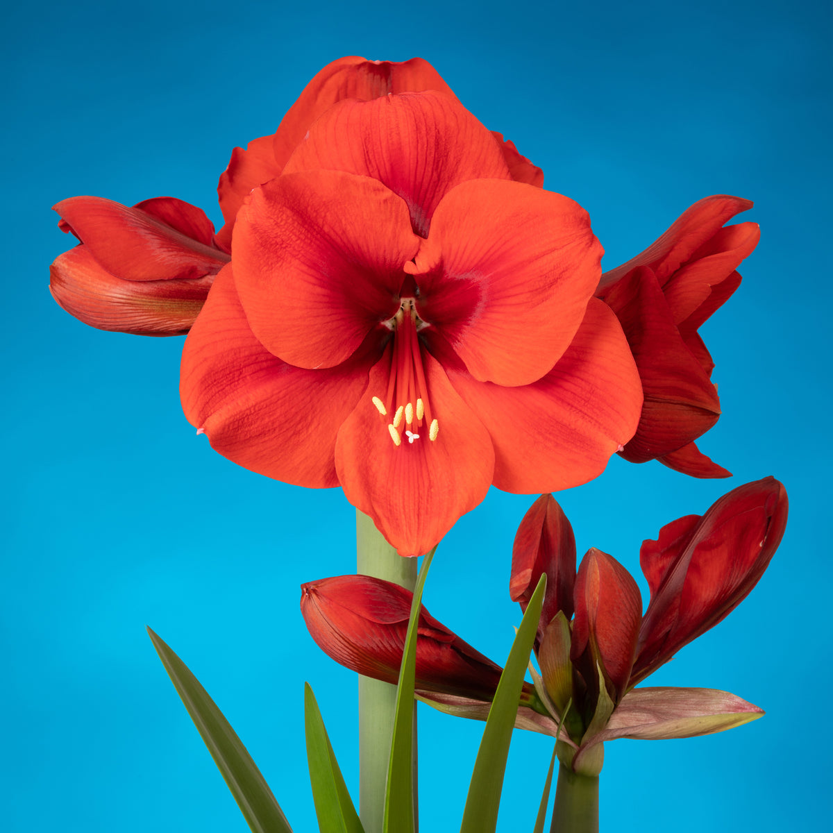 Amaryllis Tenerife
