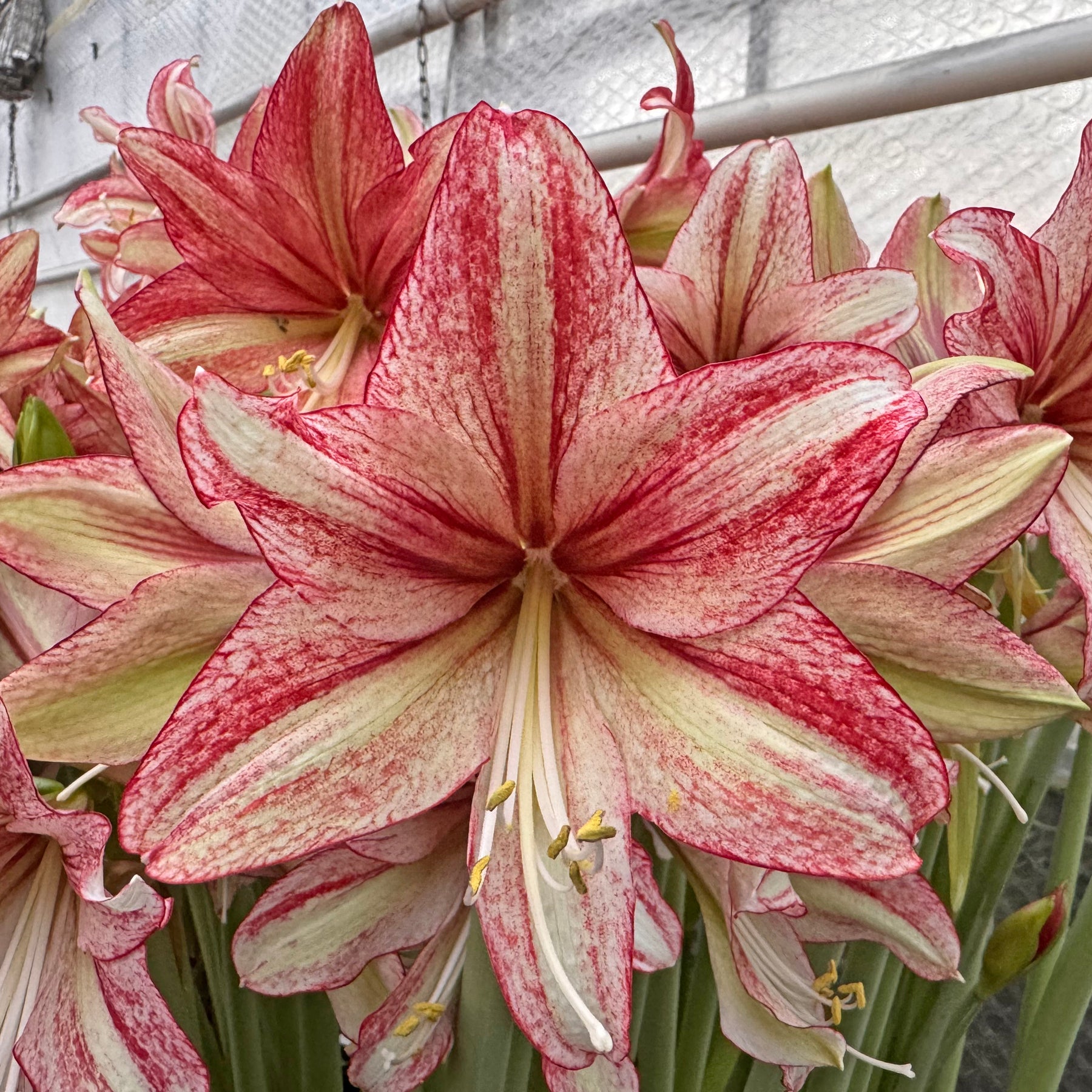 Amaryllis Vincent