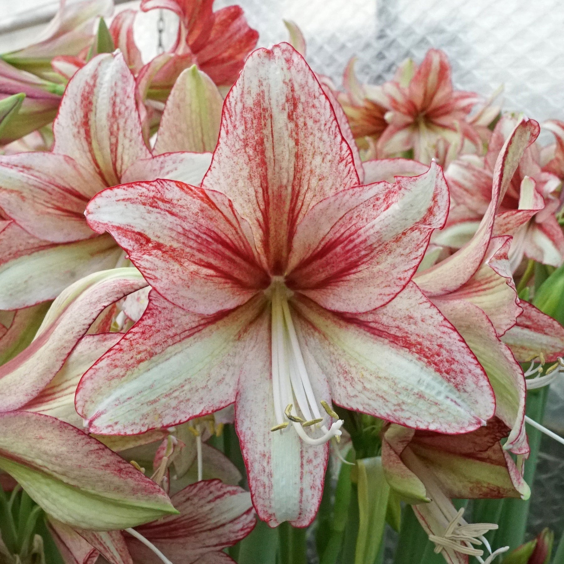 Amaryllis Vincent