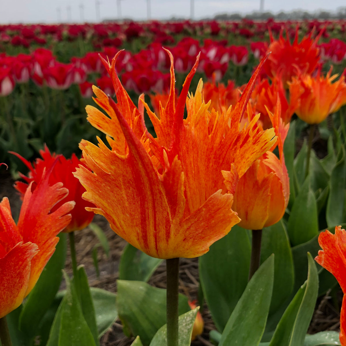 Product picture Tulip Beauty of Leo