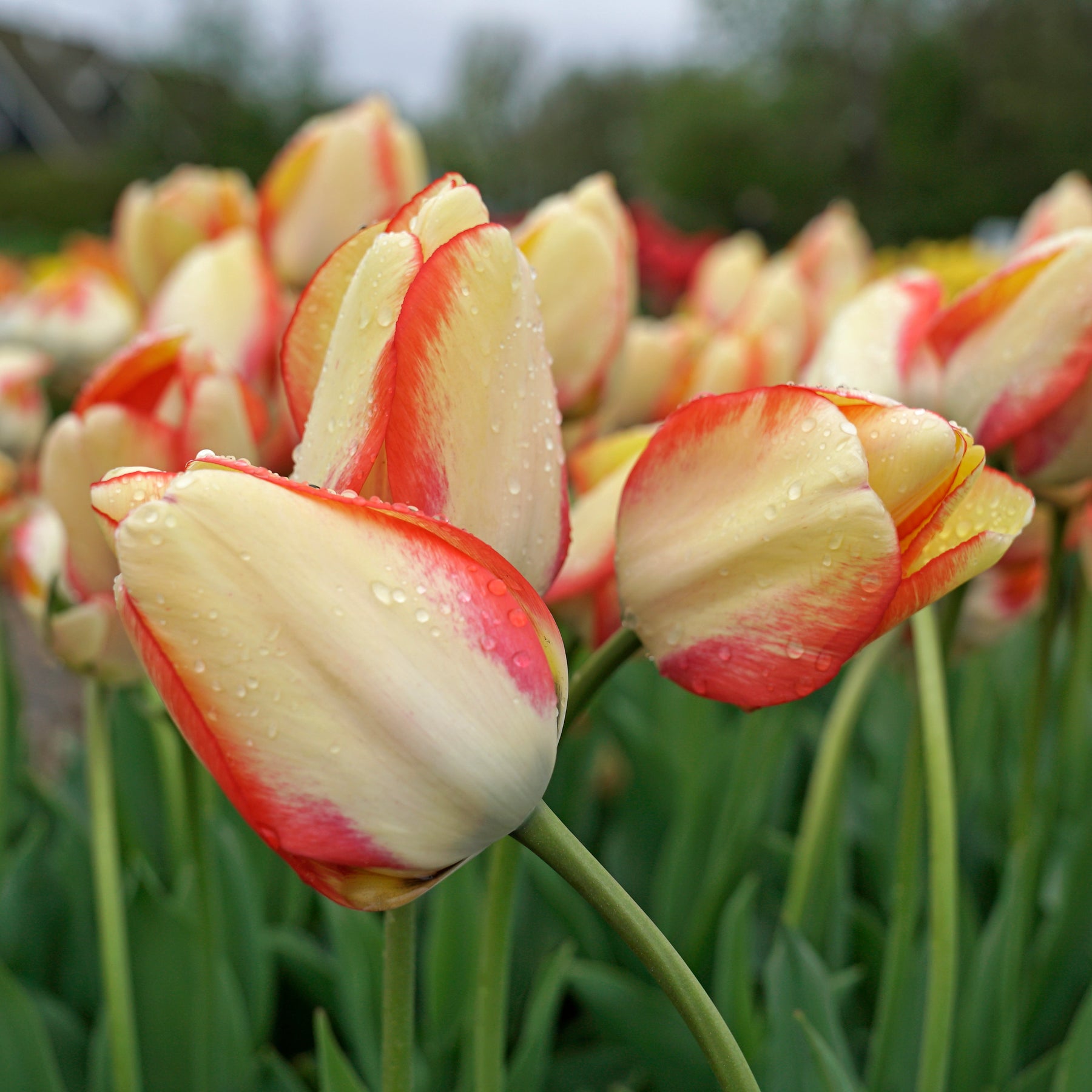 Beauty of Spring