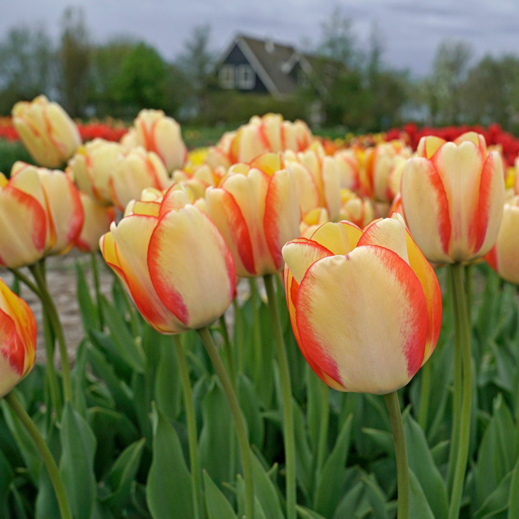 Beauty of Spring