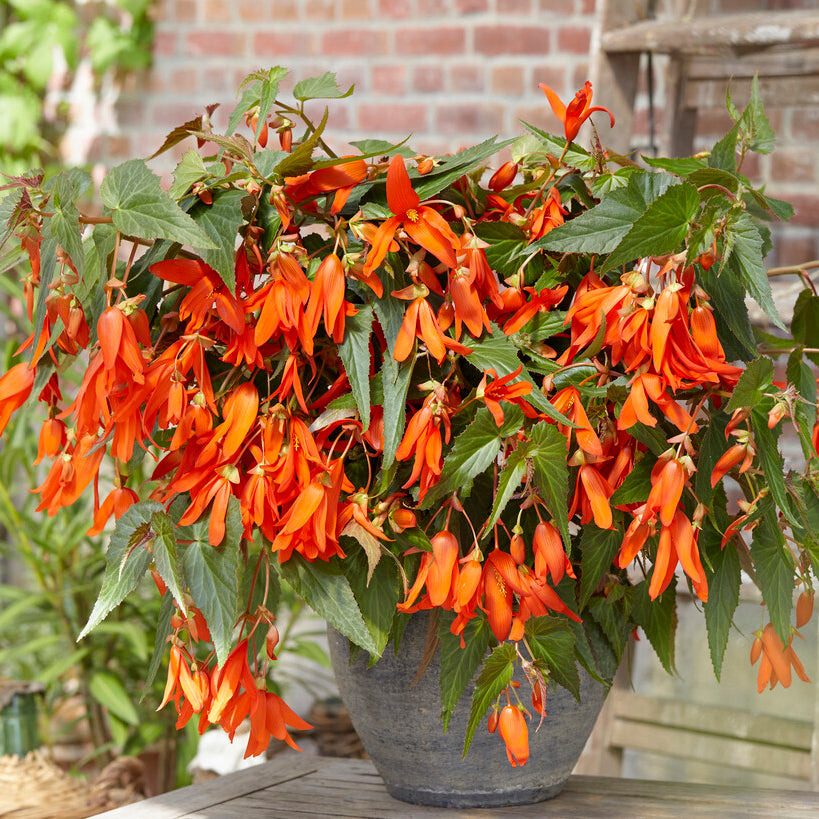 Begonie boliviensis Santa Cruz