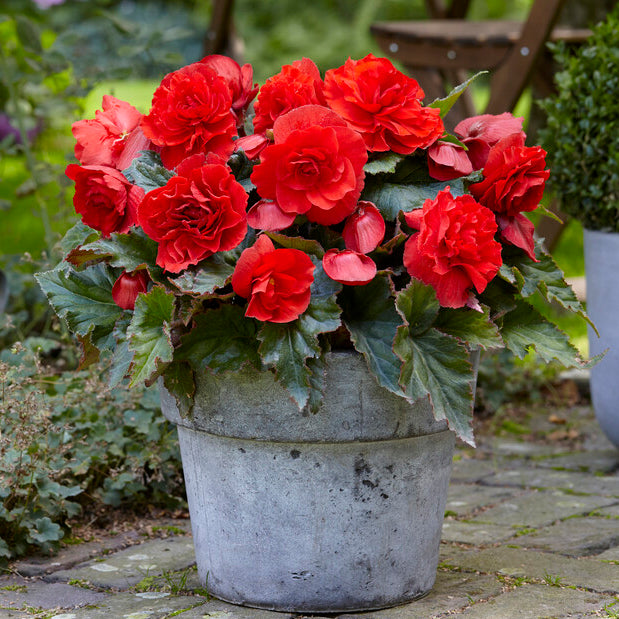 Begonie Cascade Odorosa Red Sunset