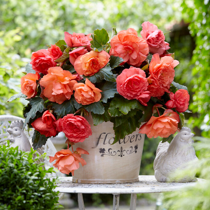 Begonie Cascade Odorosa Sweet Pink