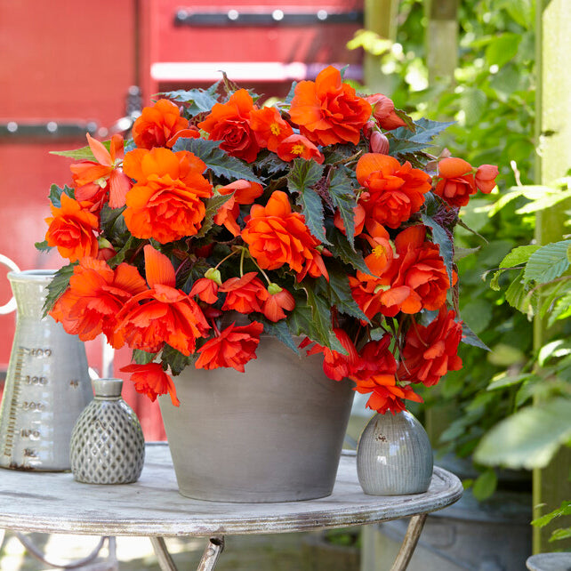 Begonie Illumination Orange