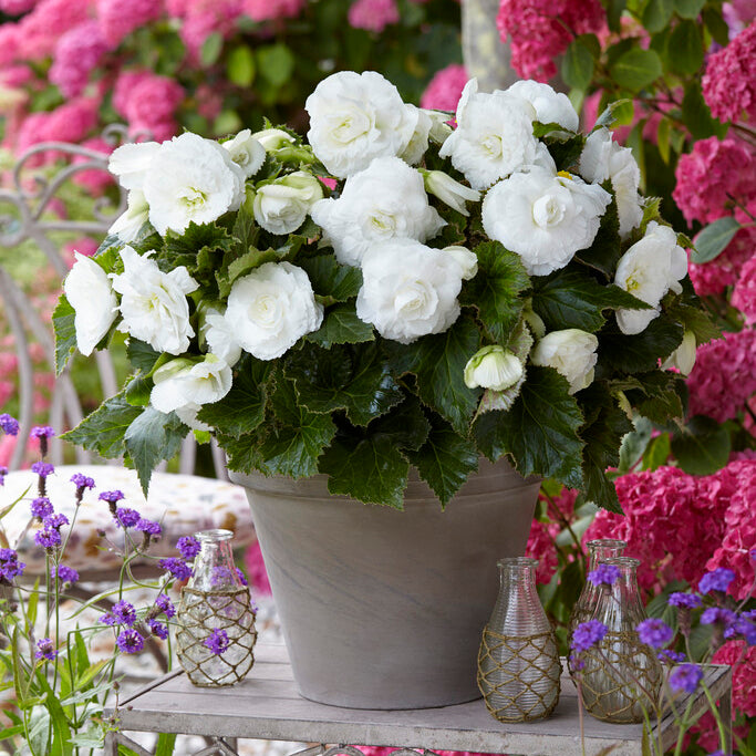 Begonie Non-Stop White