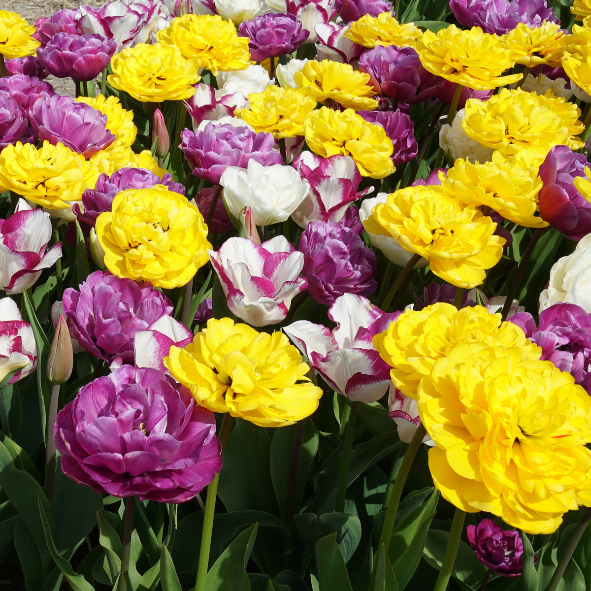 Product picture Bouquet Beaucoup