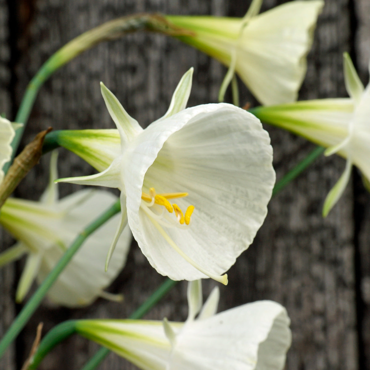 Bulbocodium Ballroom Belle