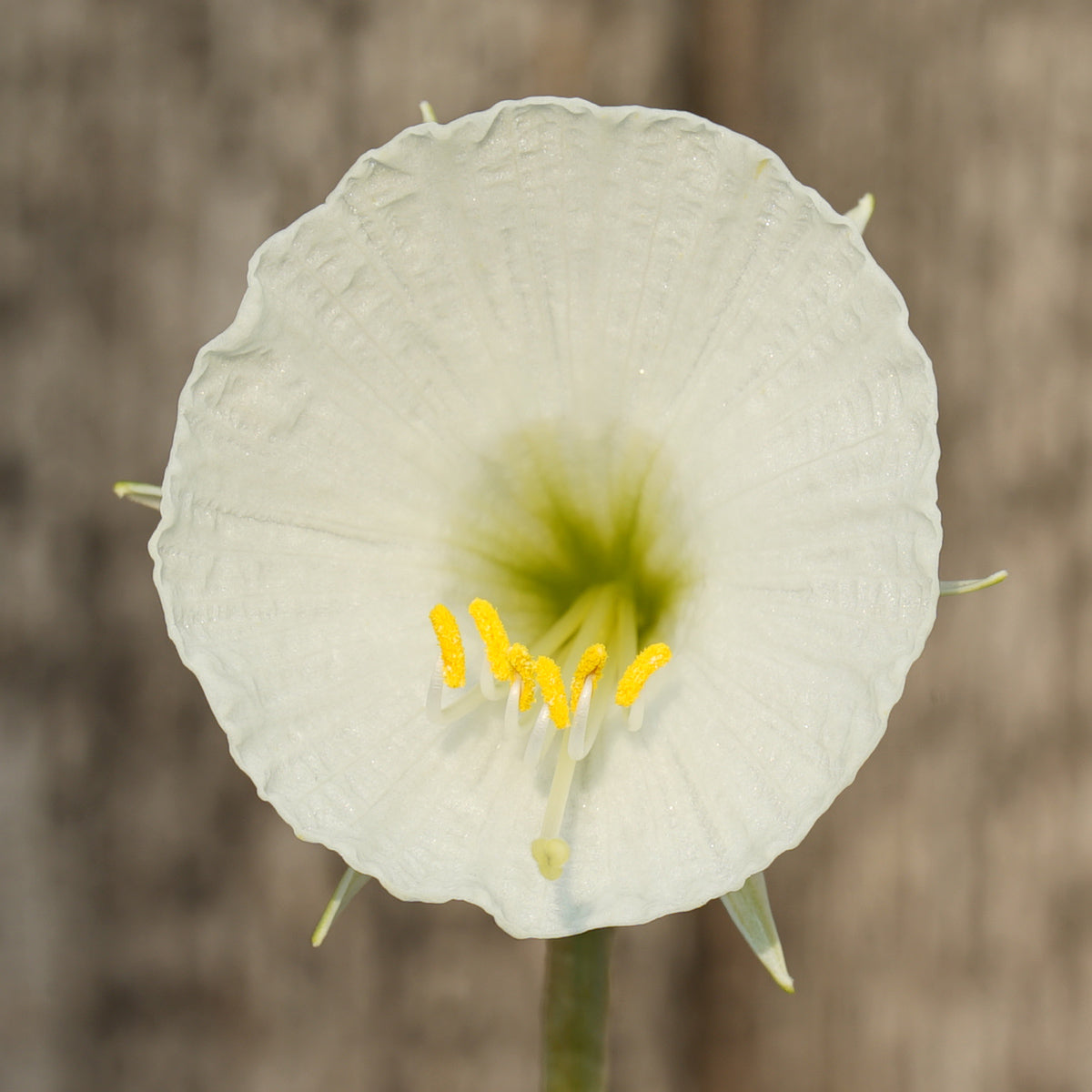 Bulbocodium Ballroom Belle