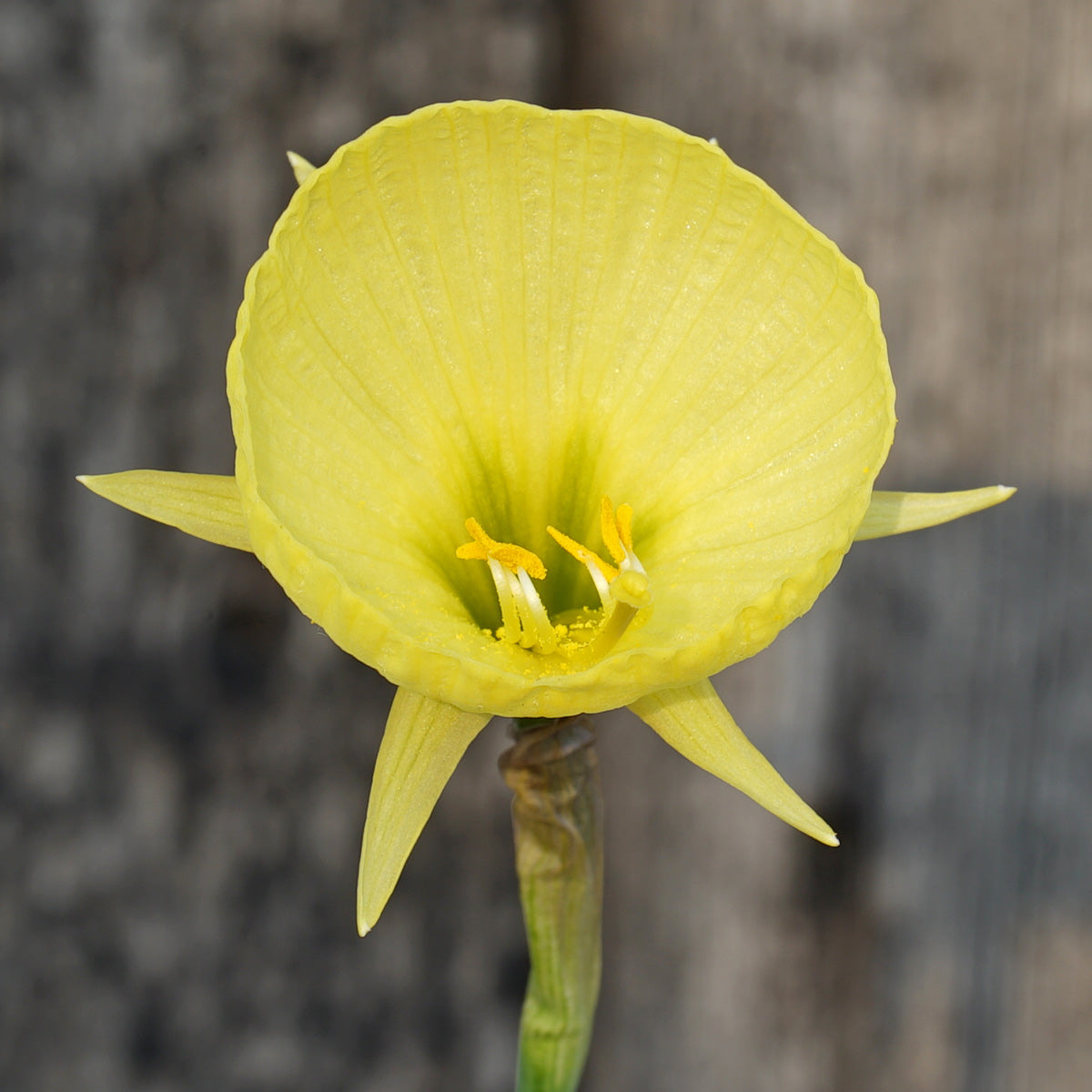 Bulbocodium Capella Gold