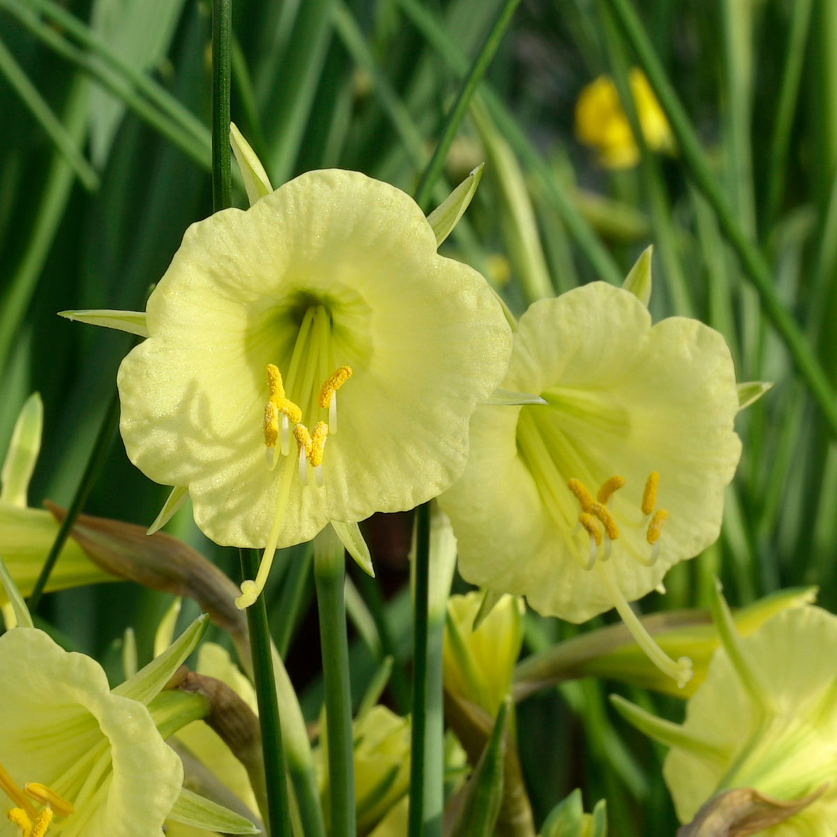 Bulbocodium China Jewel