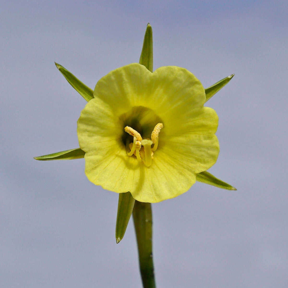 bulbocodium China Jewel