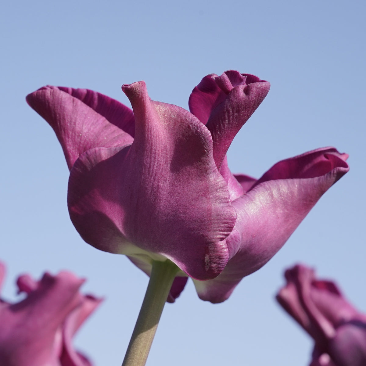 Product picture Crown of Negrita