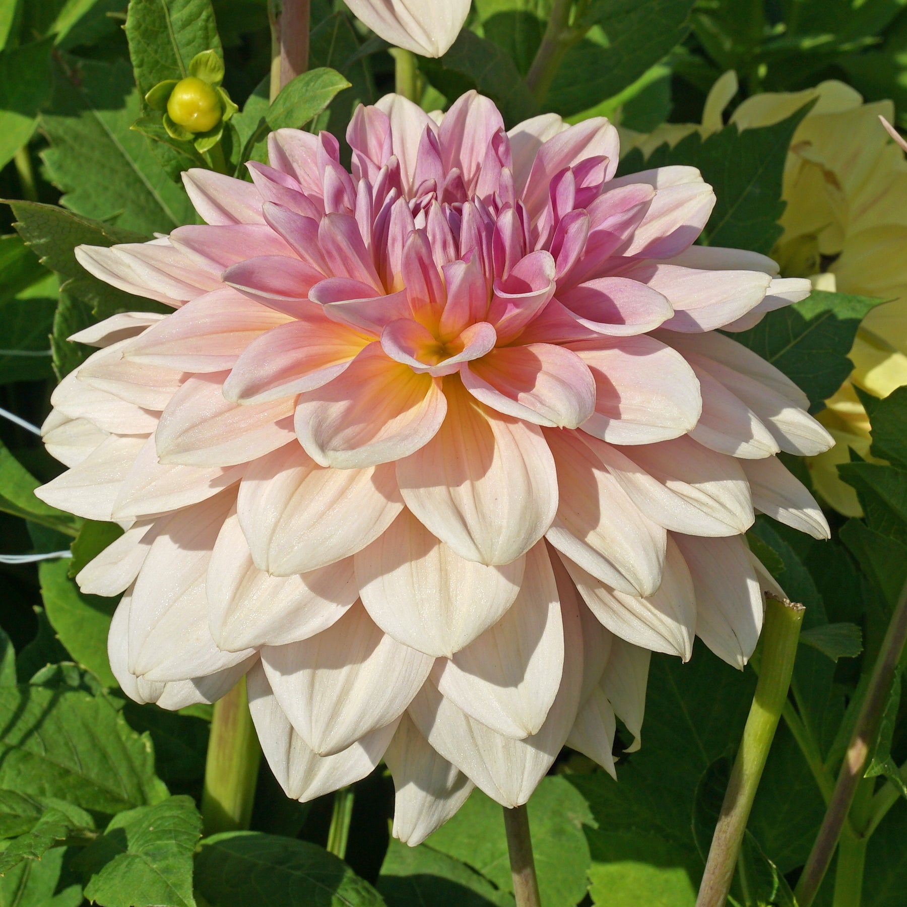 Dahlie Fairway Pilot