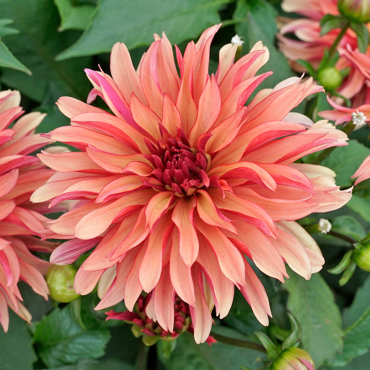 Dahlie Gallery Art Deco