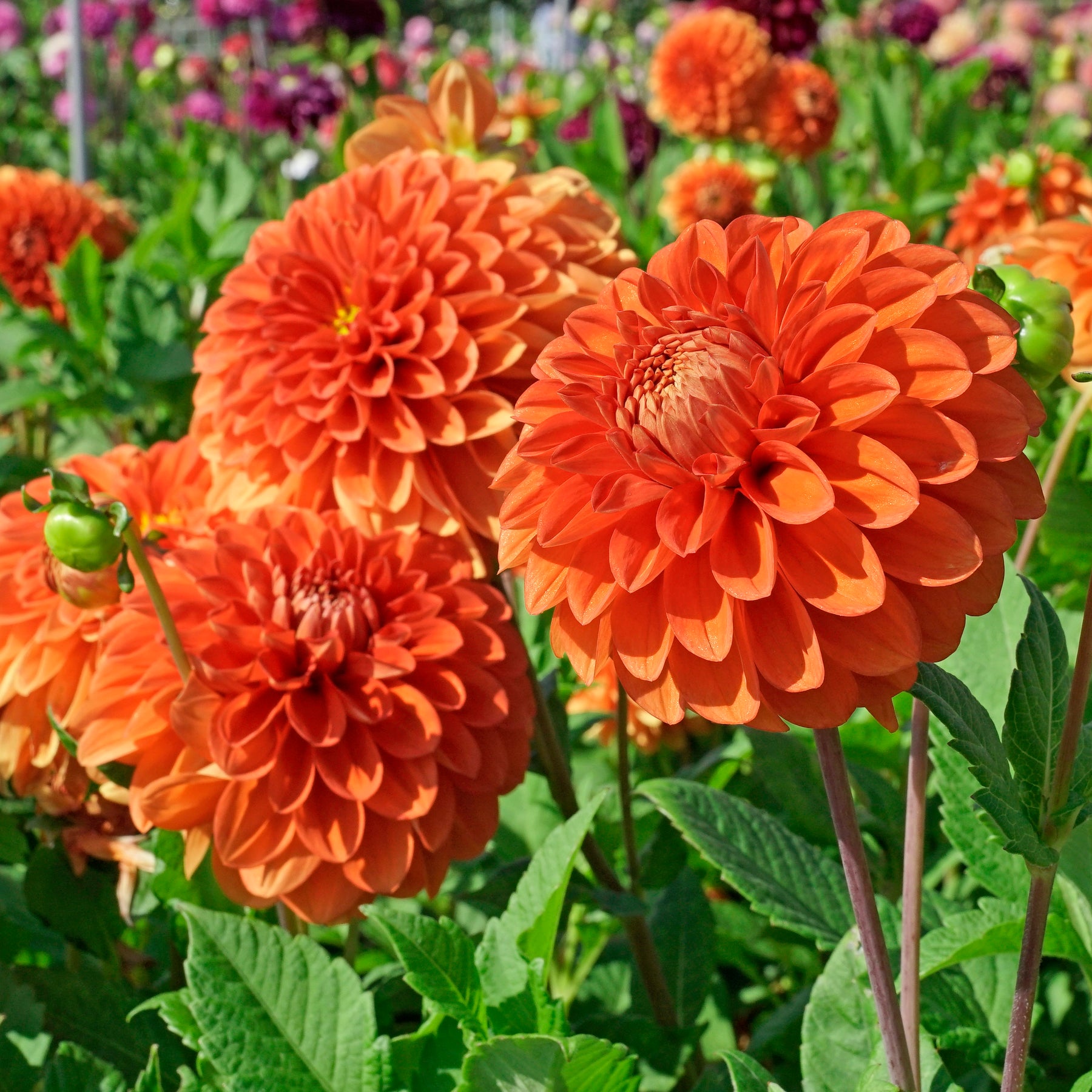 Dahlie Happy Halloween