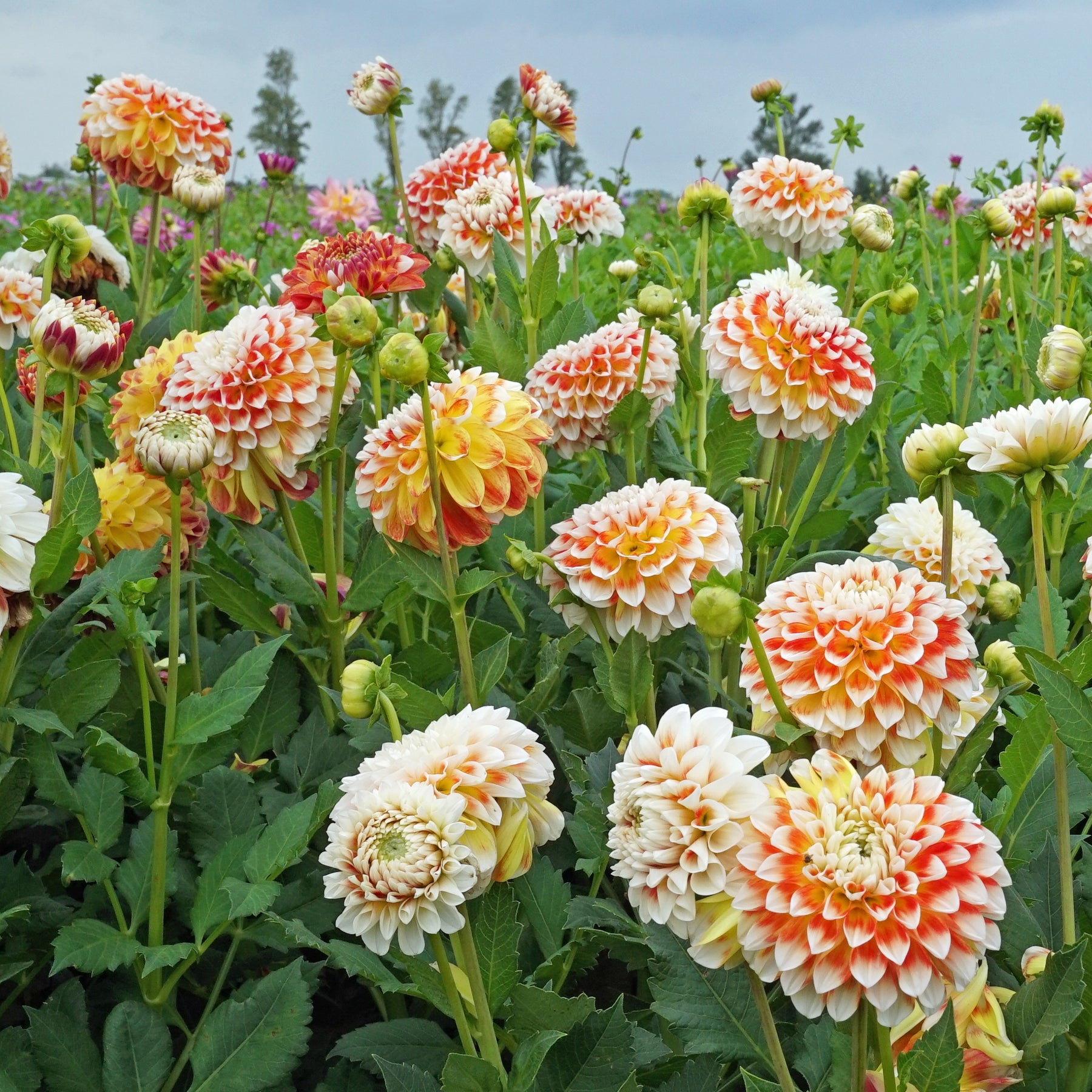 Dahlie Jowey Fantasy