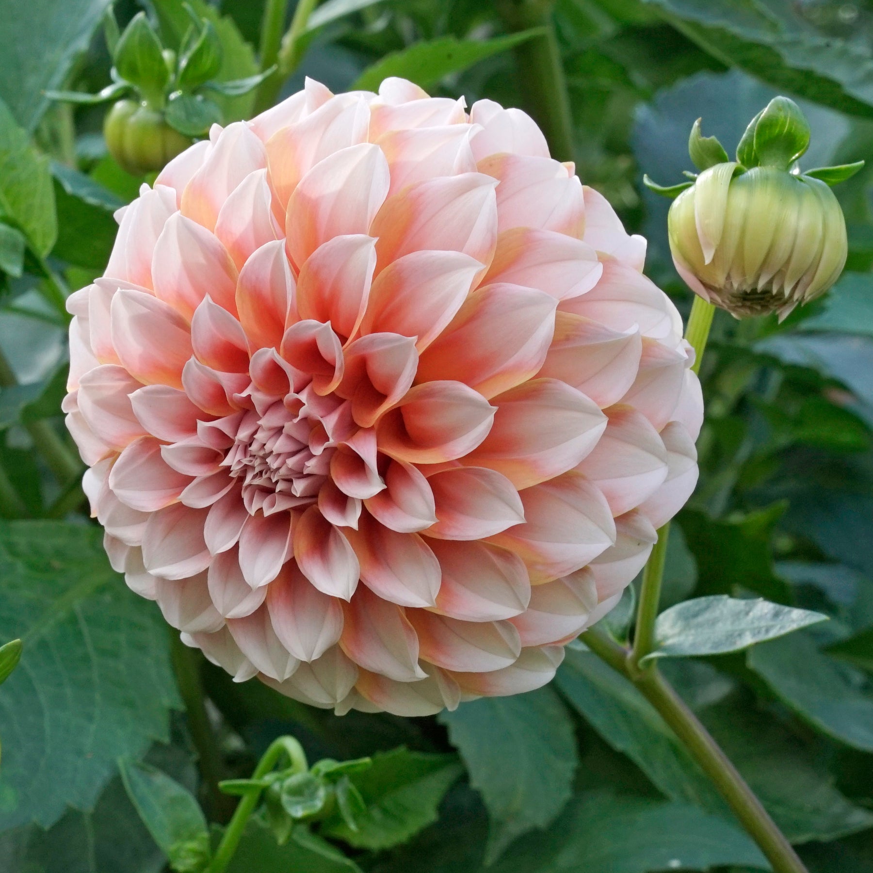 Dahlie Peaches
