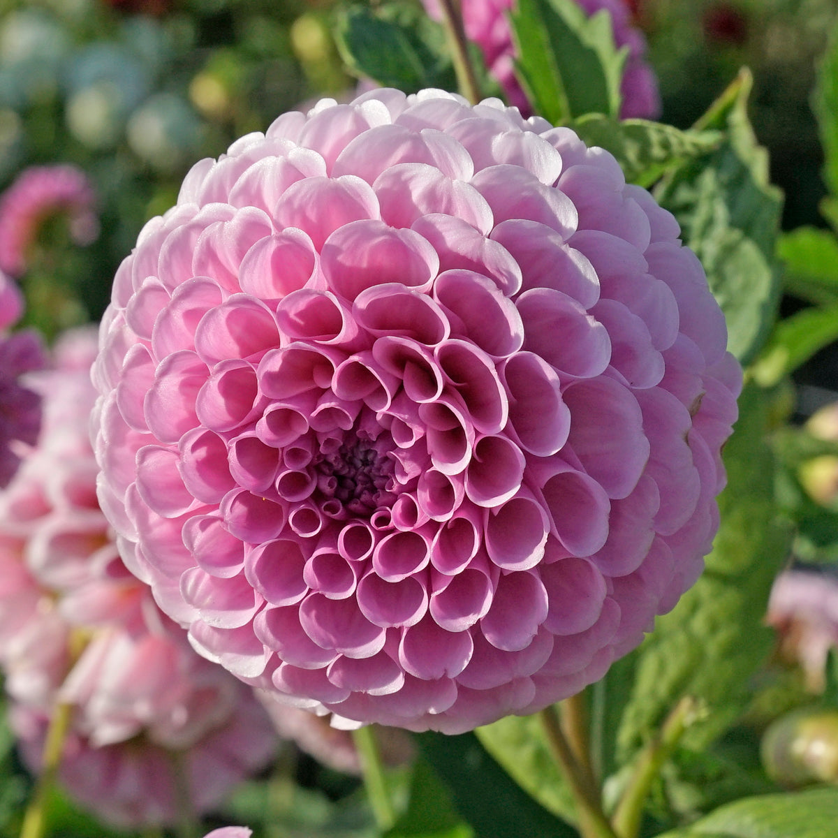 Dahlie Stolze von Berlin