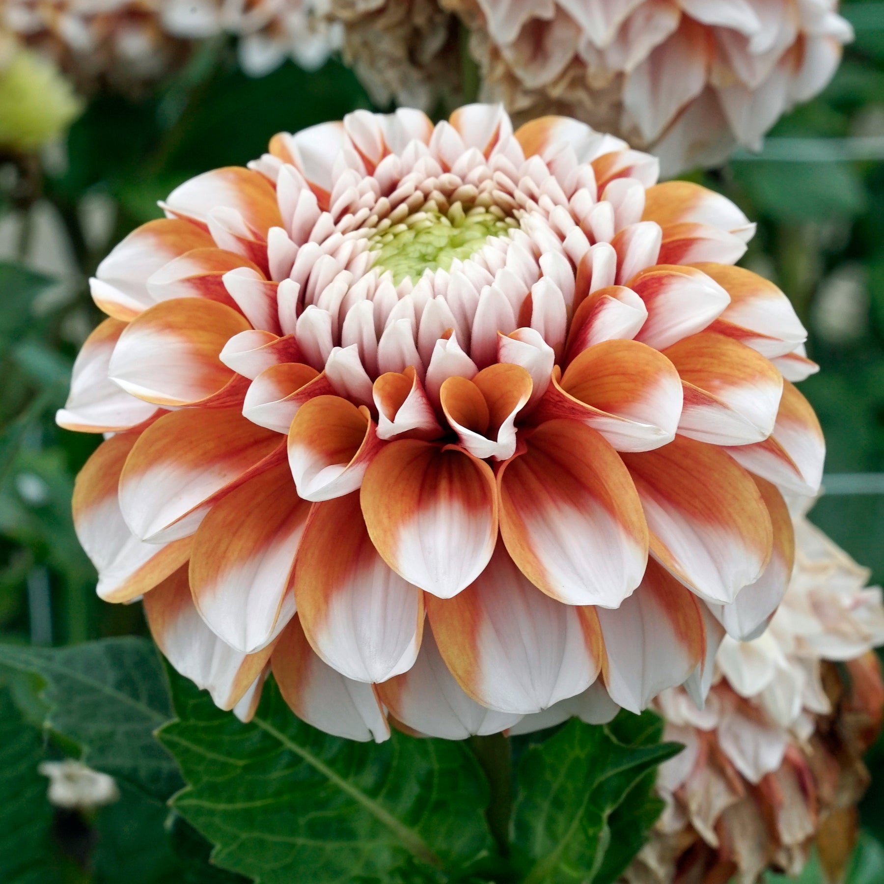 Dahlie Tangerine Dream