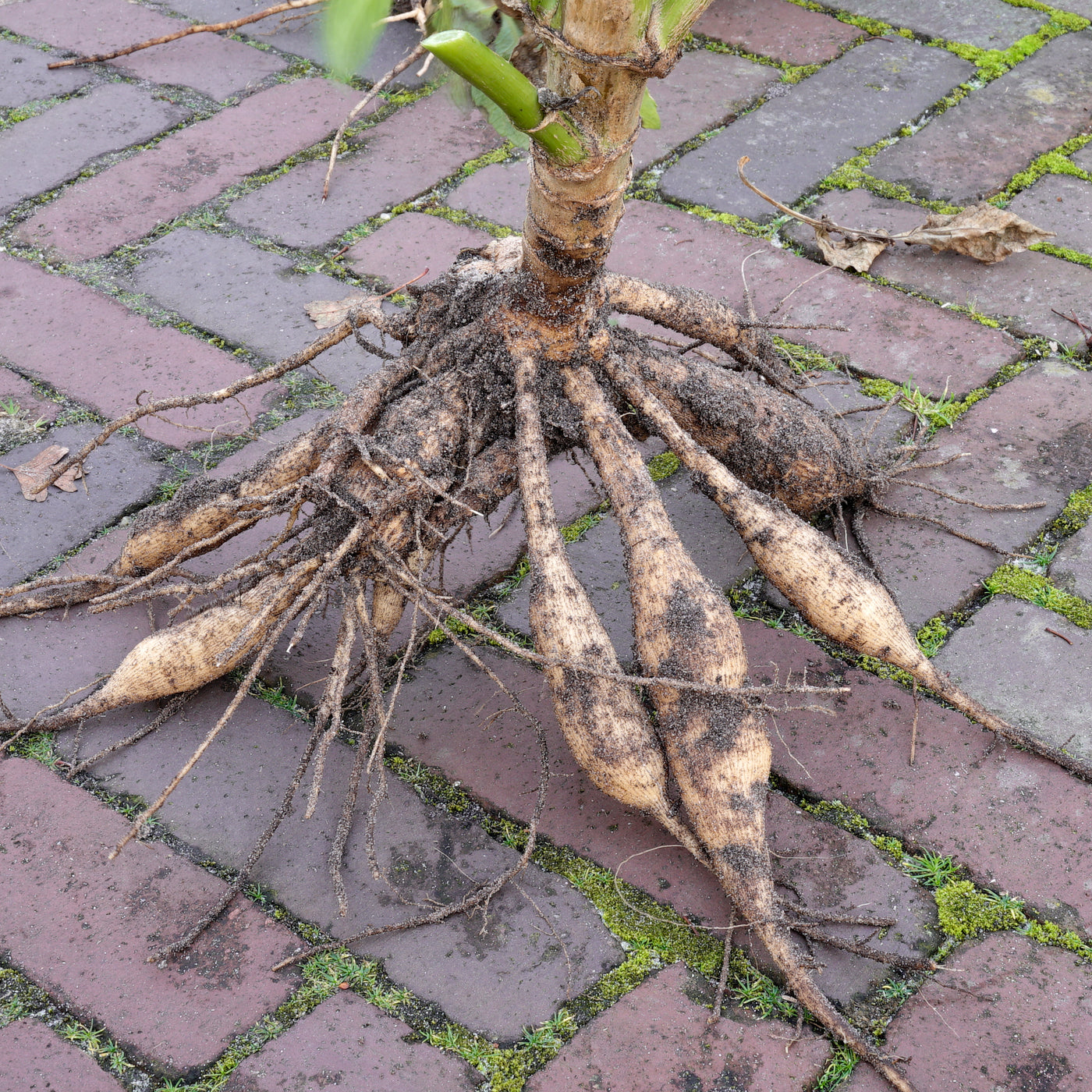 Dahlia tuber removed from soil
