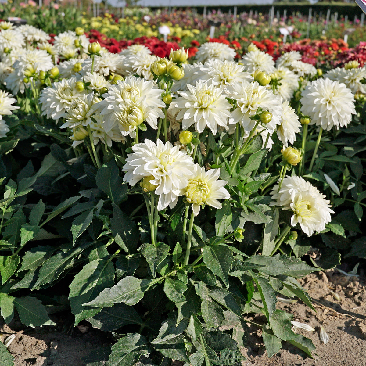 Dahlie Gallery Art Fair