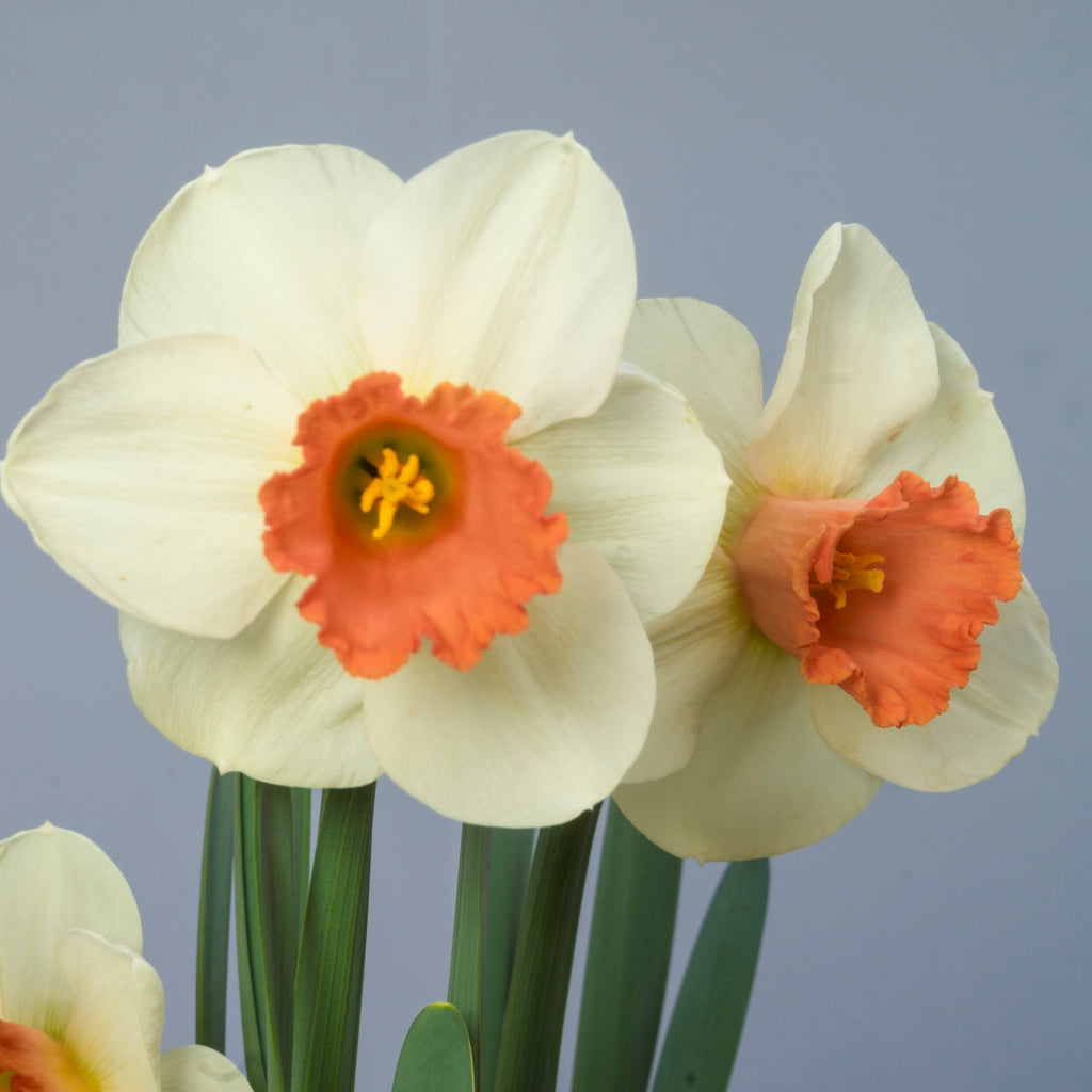 Product picture Daffodil Great Joy