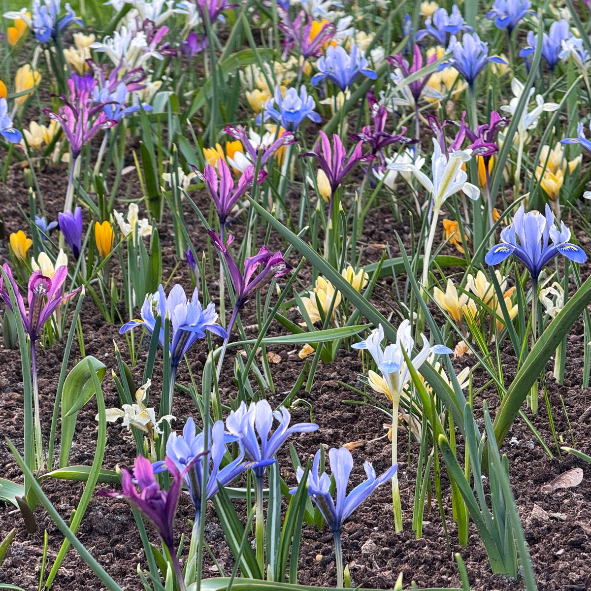 Mix of different coloured Iris reticulatas