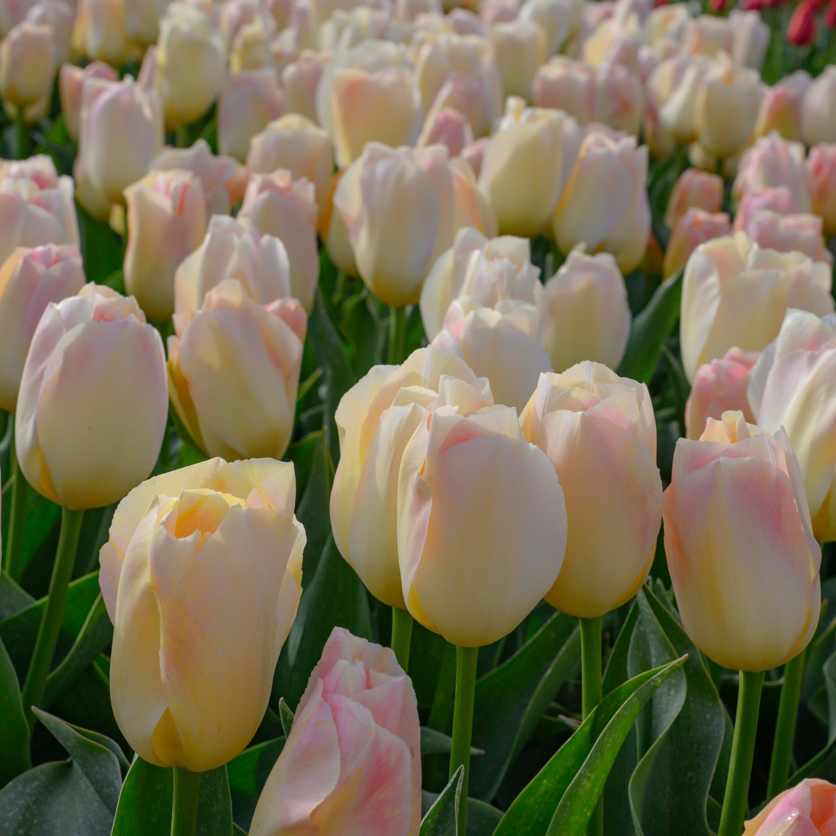 Tulpen Jamin (Tulipa) Pro 20 Stük kaufen Fluwel