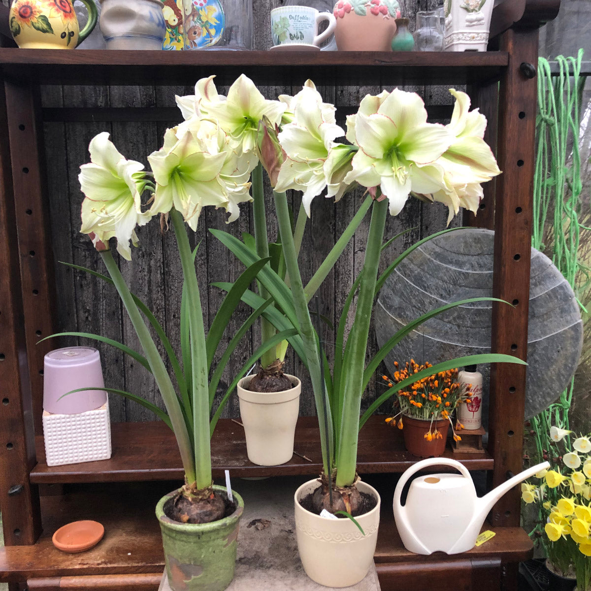 Amaryllis Lemon Cream