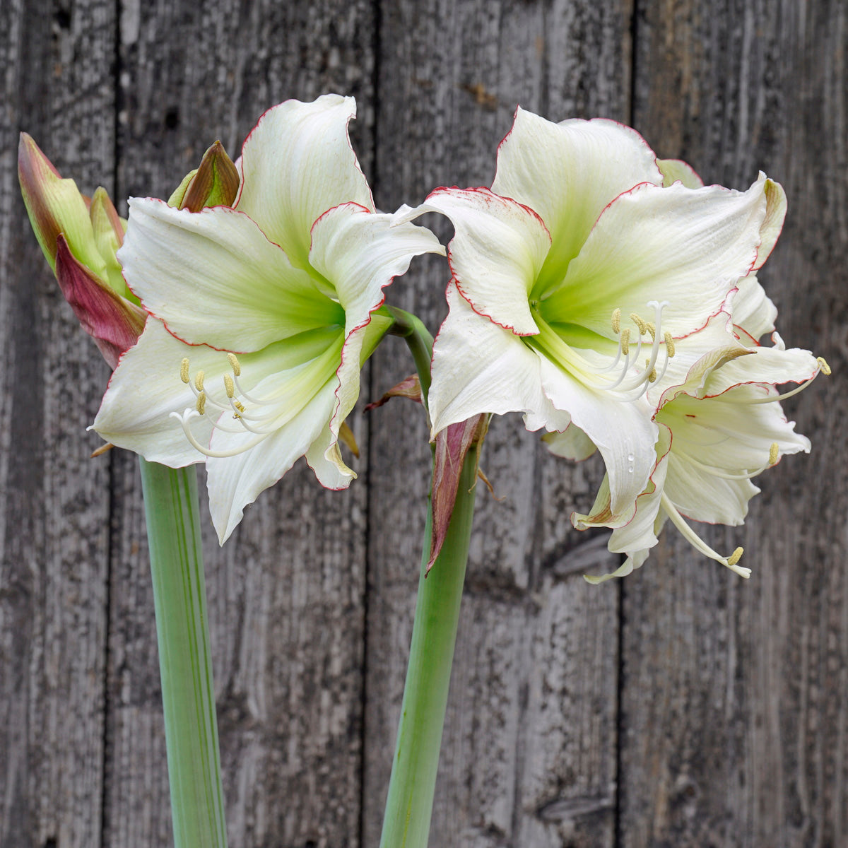 Amaryllis Lemon Cream