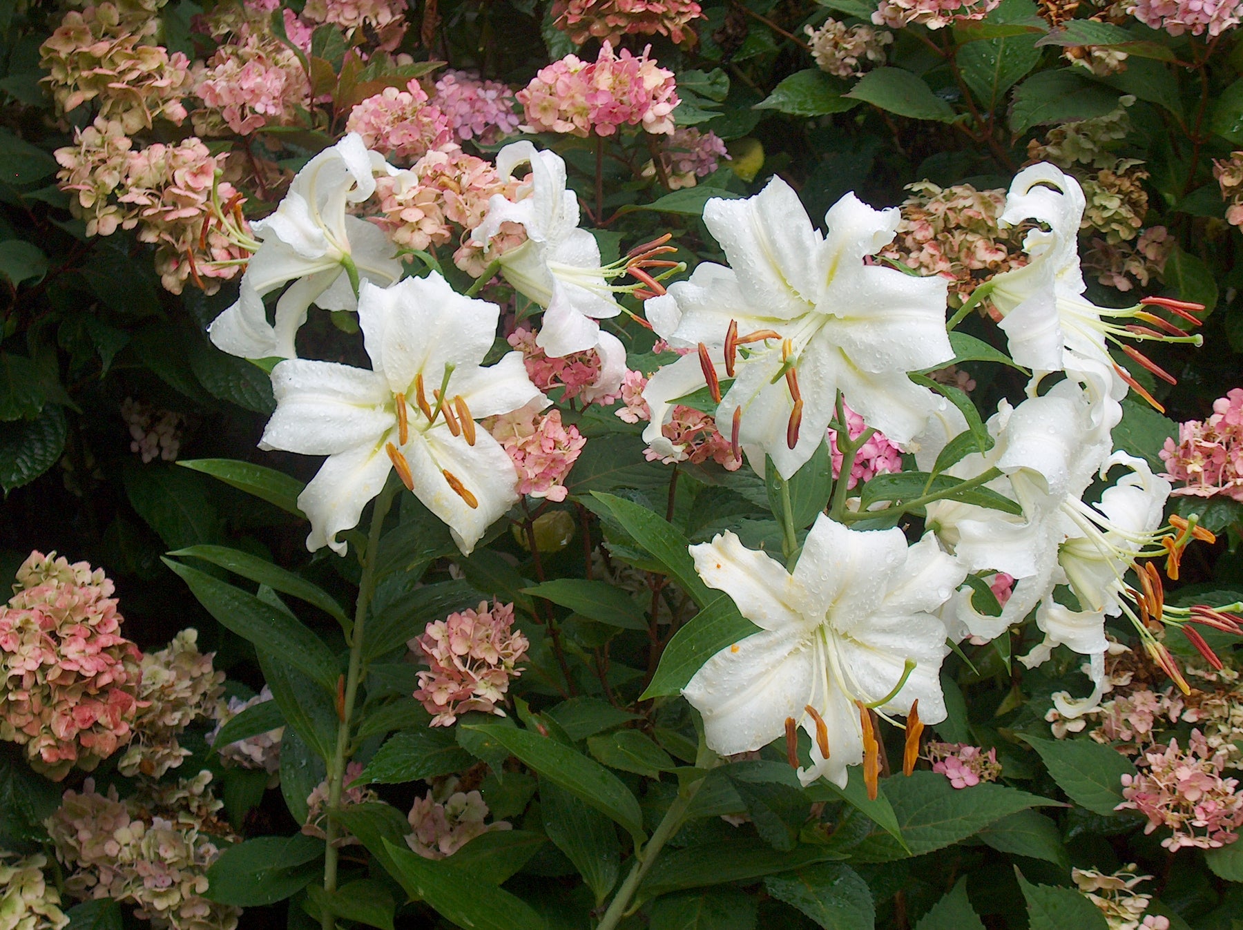 Lilium Casa Blanca