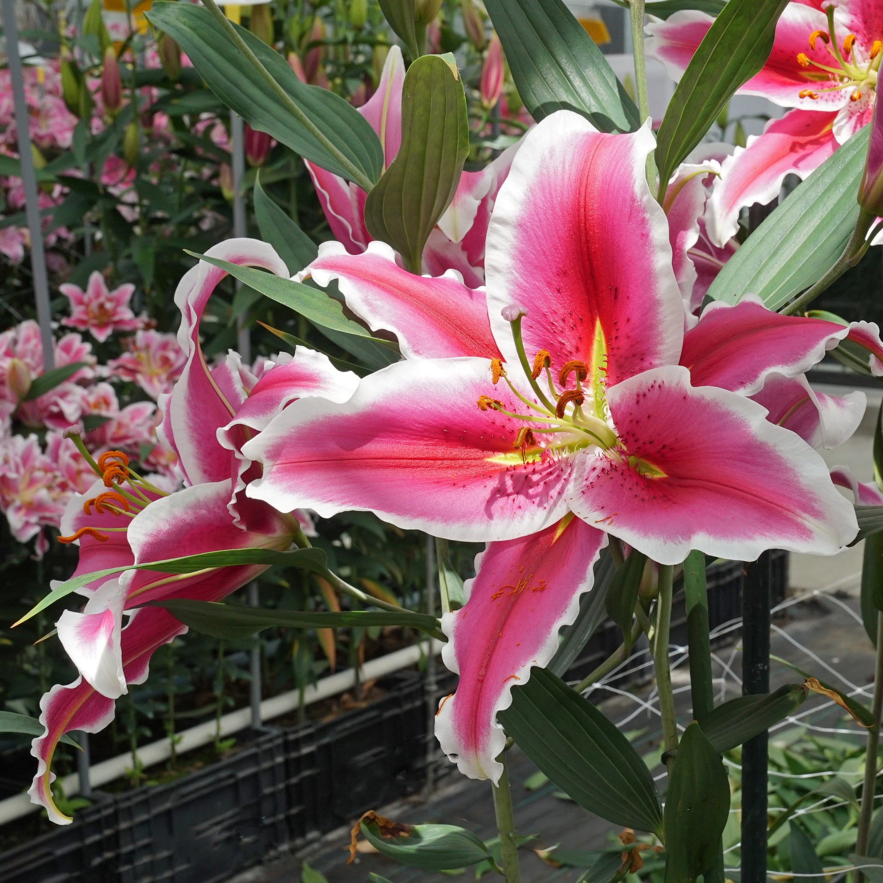 Lilium Hachi