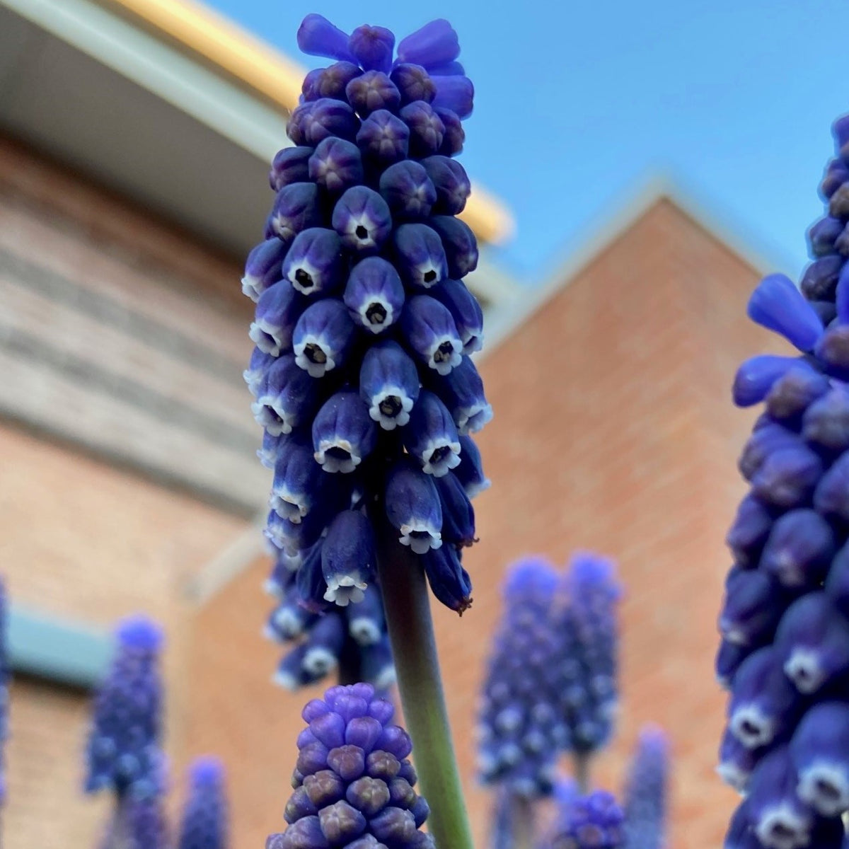 A closeup picture of Muscari Night Eyes