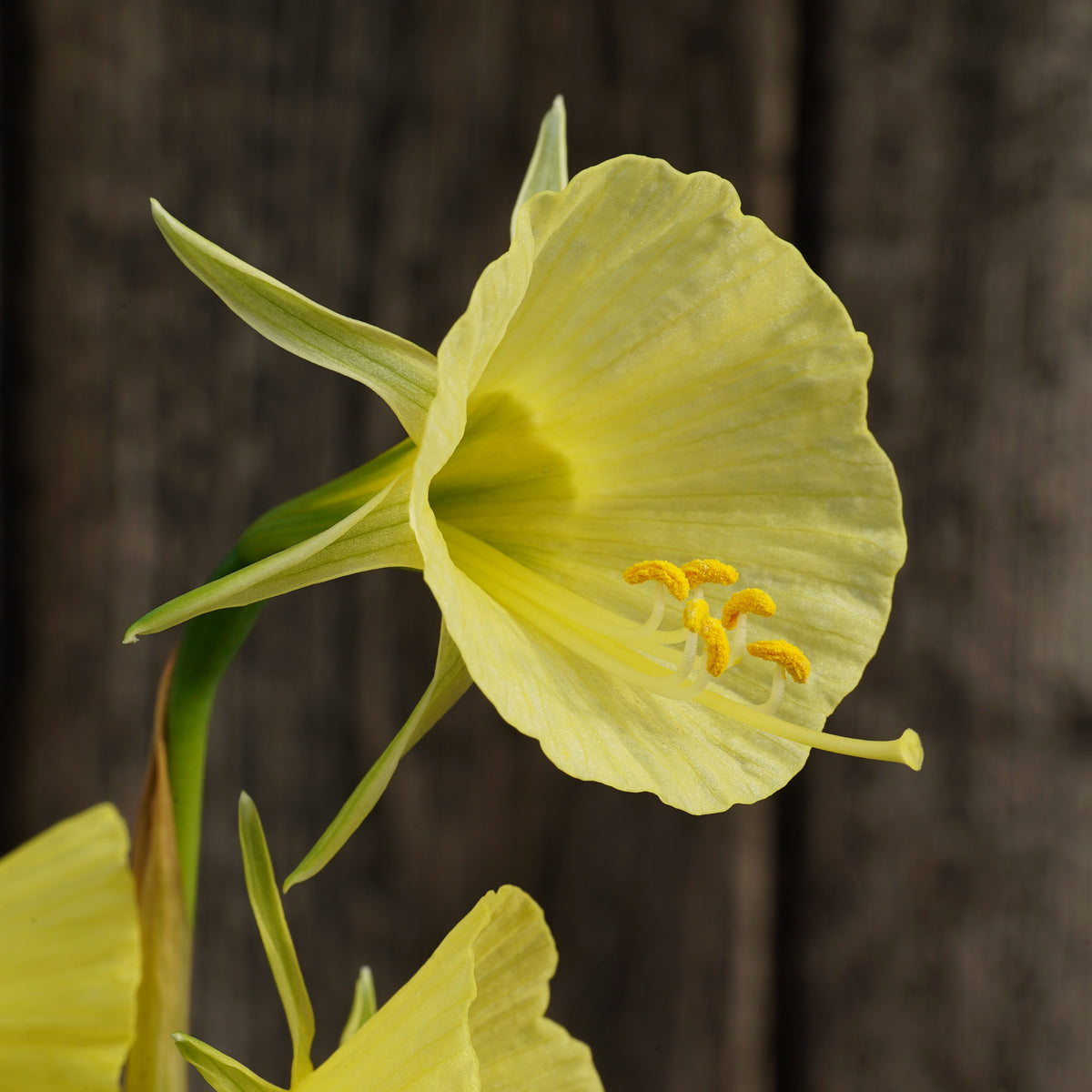 bulbocodium Tiny Tuba