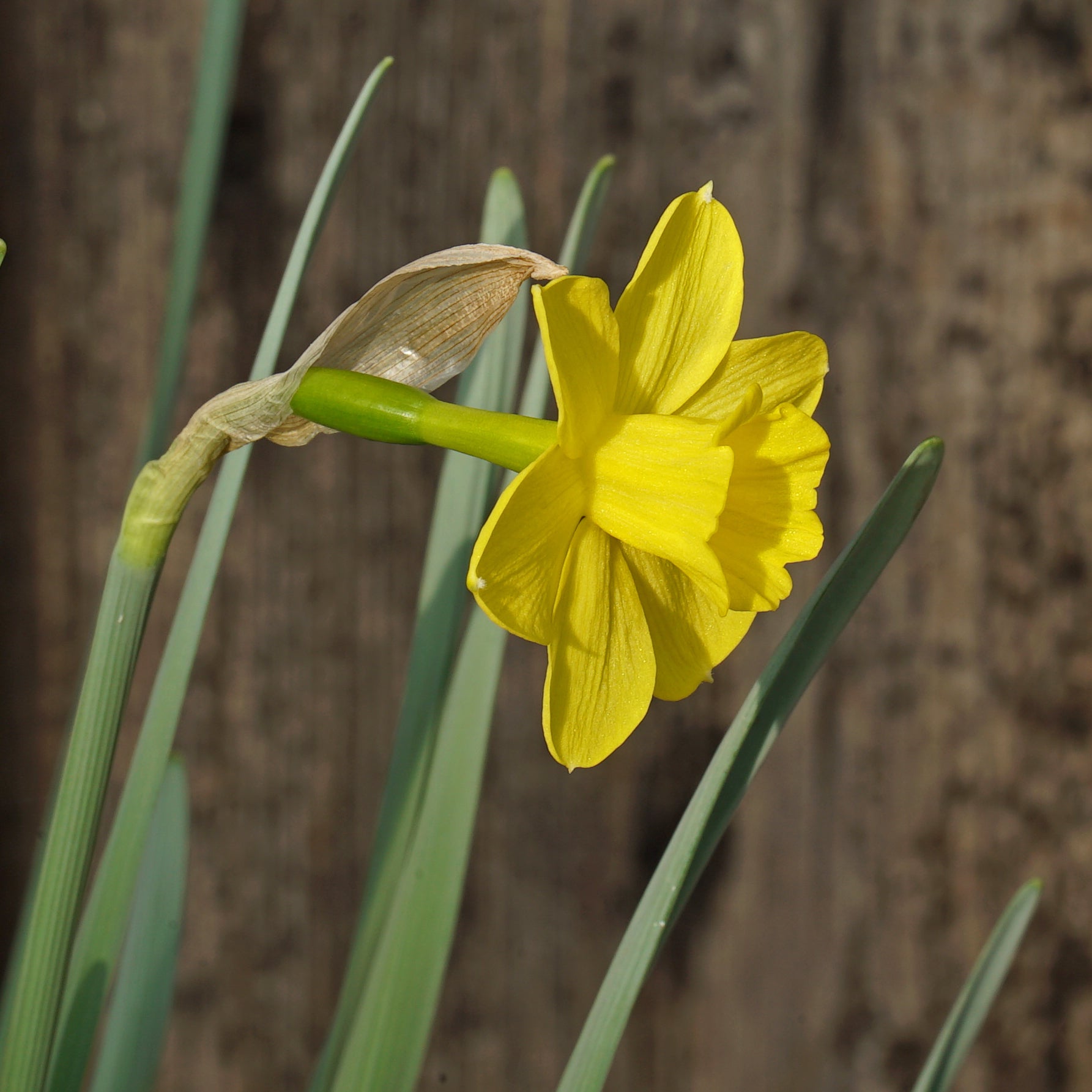 Product picture of Daffodil Rubelina