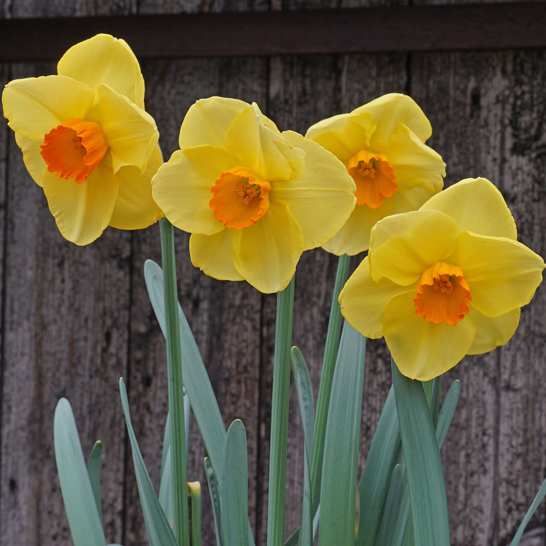 Product picture Daffodil Dr Bob