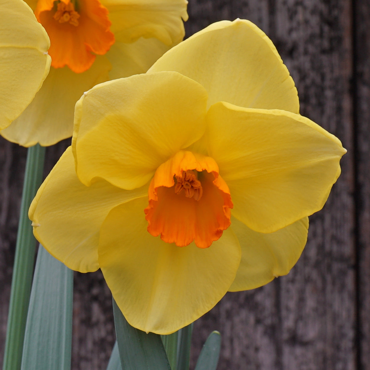 Product picture Daffodil Dr Bob