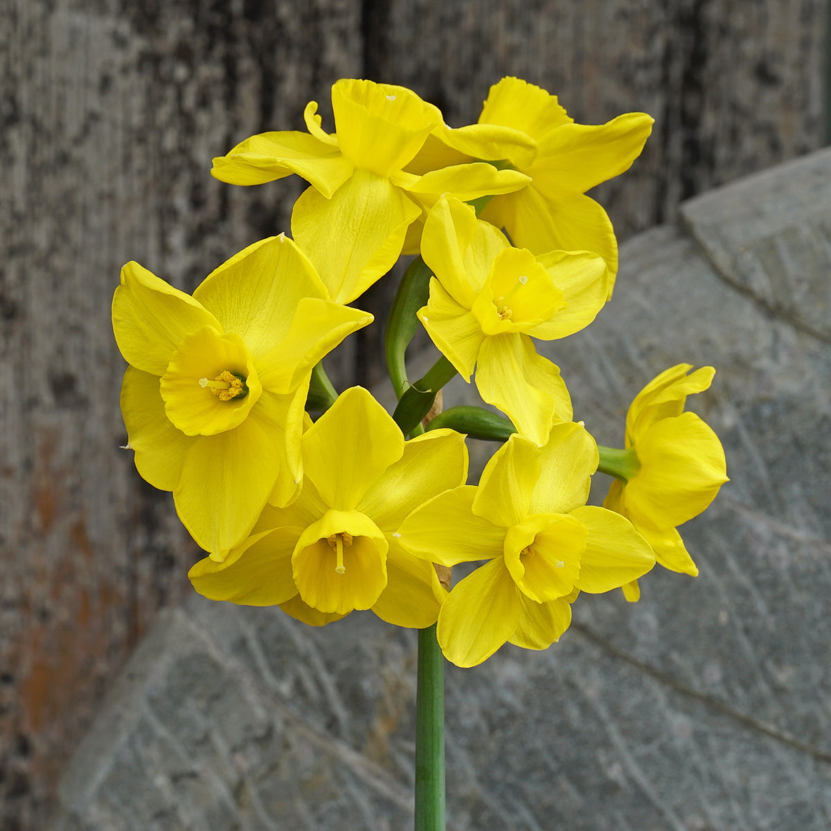 Product picture Daffodil Perpertua