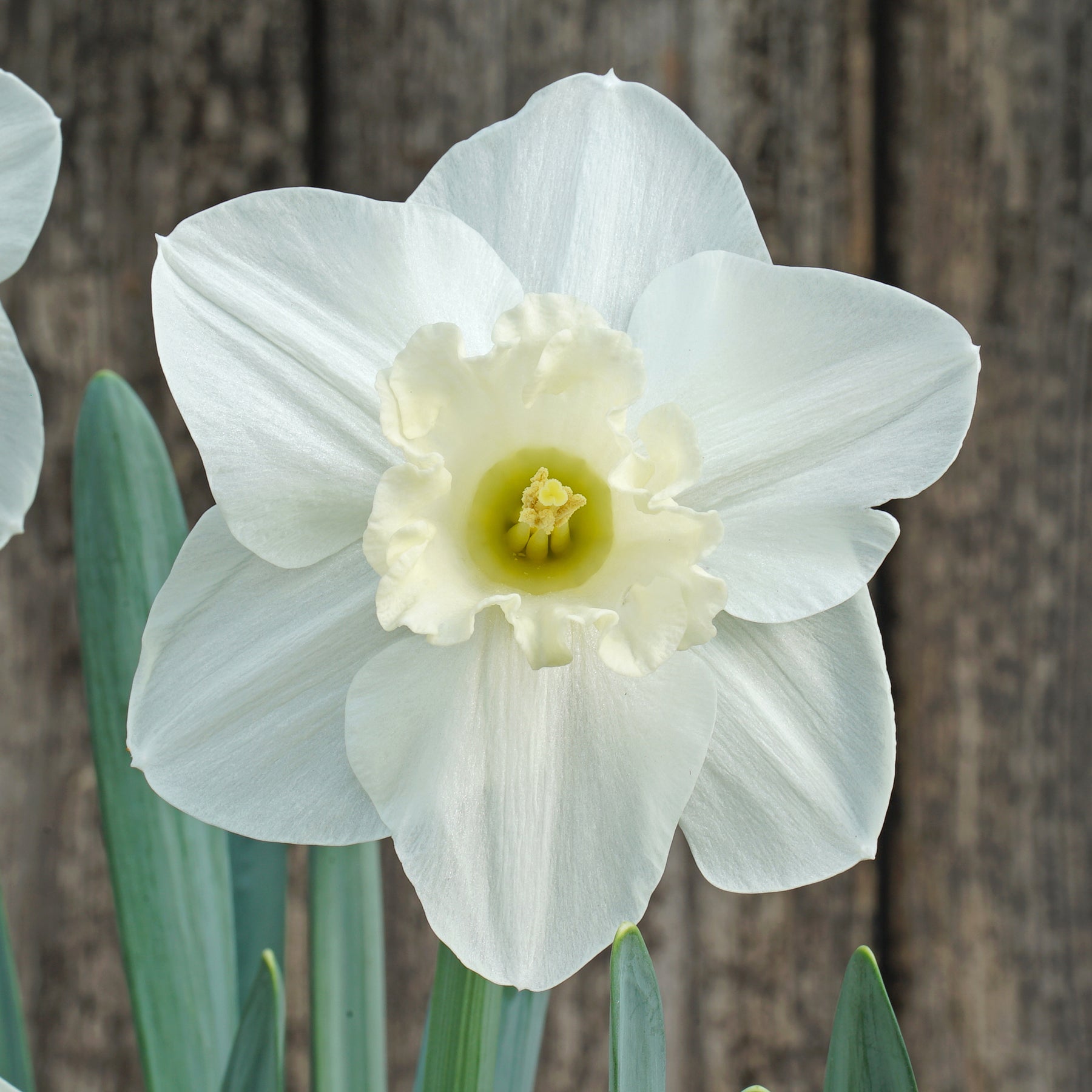 Product picture Daffodil This Love