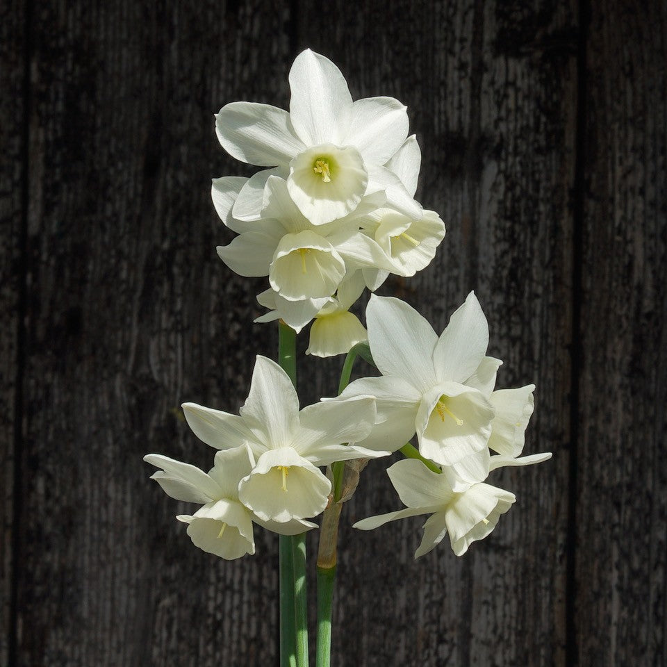 Narcissus Triple Choice | White Daffodil