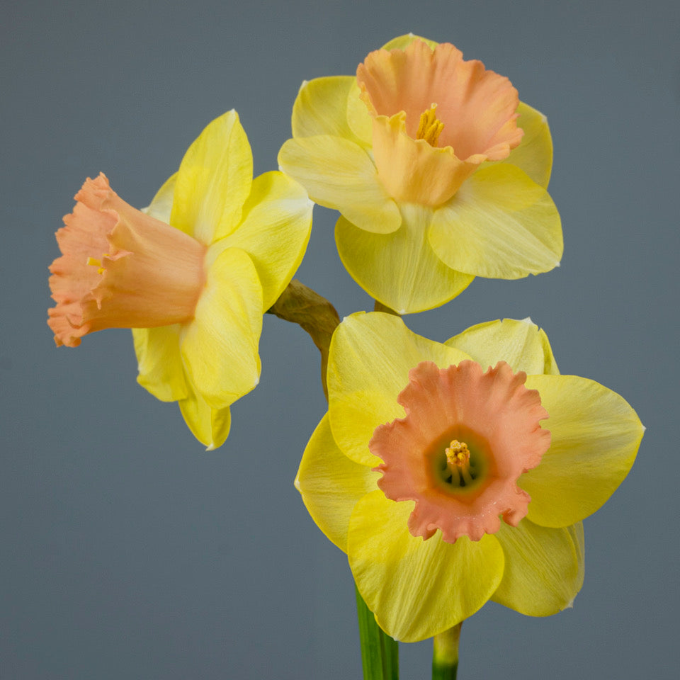 Product picture Daffodil Oh Cindy