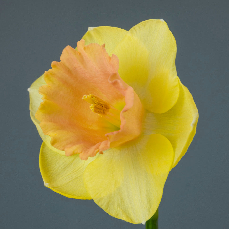 Product picture Daffodil Oh Cindy