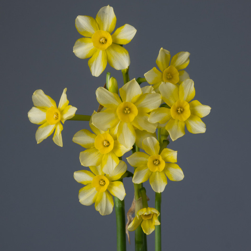 Product picture Daffodil Oma