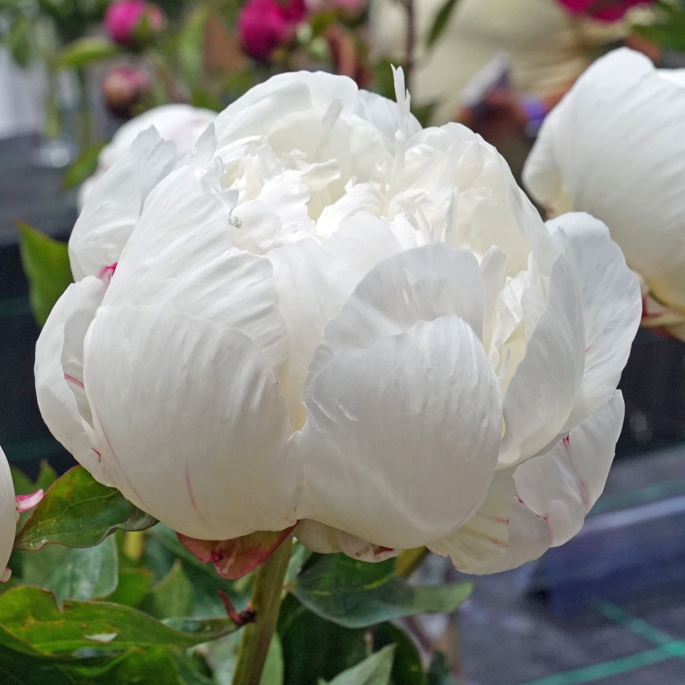 Peony Elsa Sass | Pro 1 Stück kaufen | Fluwel