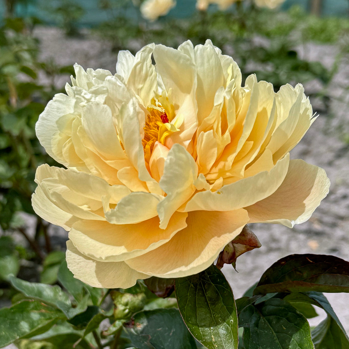 Peony Pastelelegance