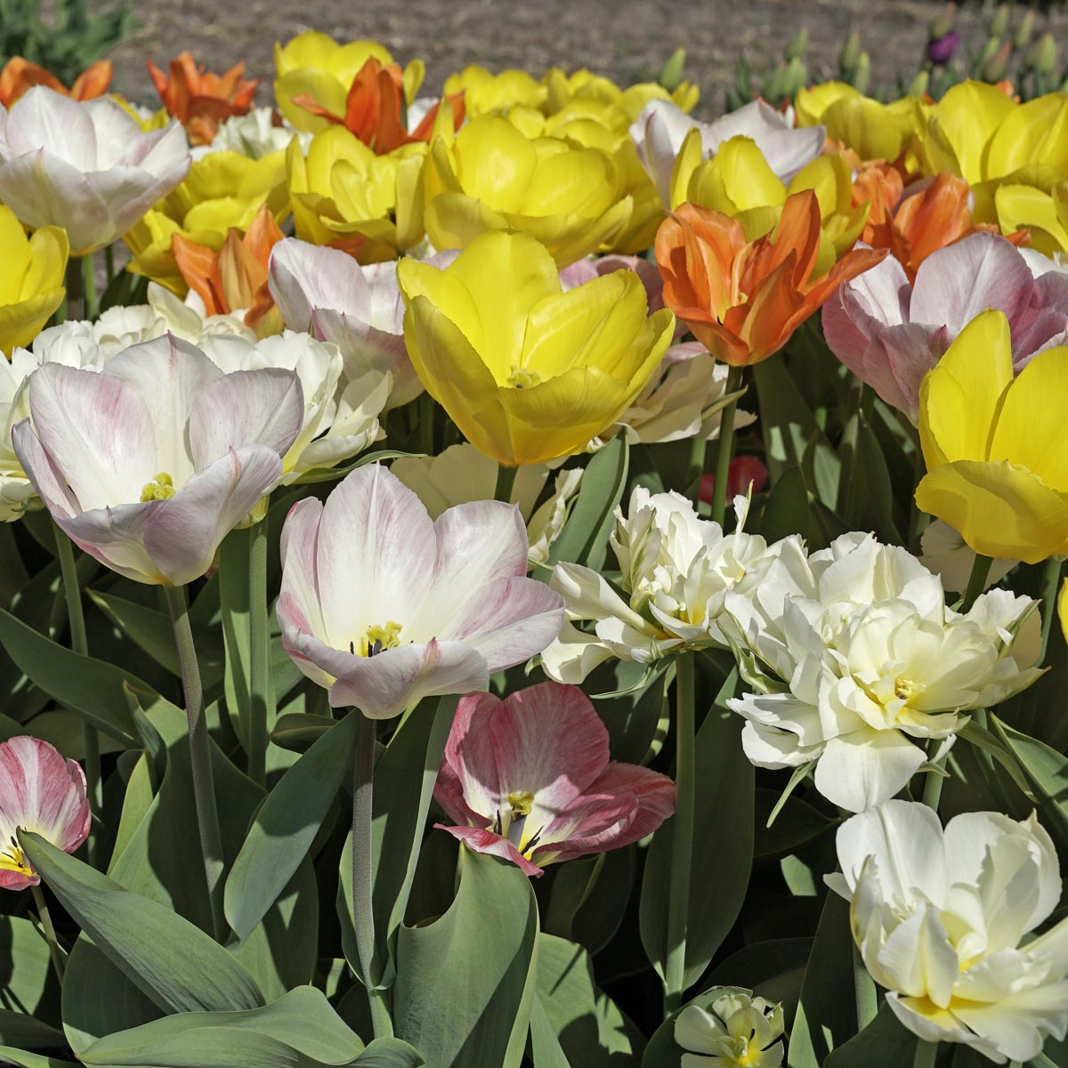 Prosecco Tulips